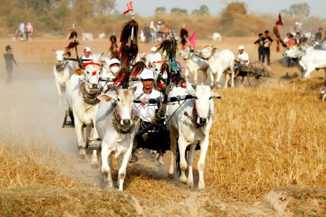 Residents of Kompong Speu's Kong Pisei district take part in an oxcart race to mark the end of the harvest season yesterday. (Siv Channa)