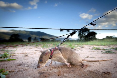 An African Giant Pouched Rat carries out demining training in Morogoro, Tanzania. (Apopo/Lieve Blancquaert)
