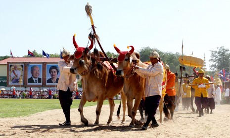 A pair of oxen pull a plow at Tuesday's Royal plowing ceremony in Kompong Cham City. The ceremony marks the beginning of the planting season. (Siv Channa)