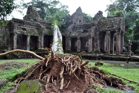 A tree uprooted in a rainstorm on Friday lies on top of the northern gate of Preah Khan temple in Siem Reap province. (Lim Cheavutha)