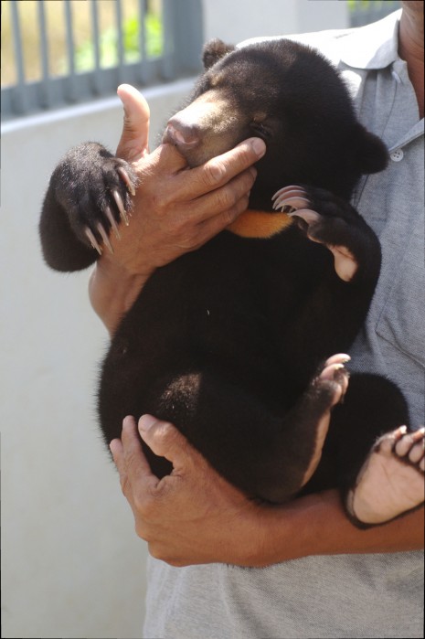 A female sun bear sucks on the finger of her caretaker at Phnom Tamao Zoo last Saturday. (Denise Hruby/The Cambodia Daily)