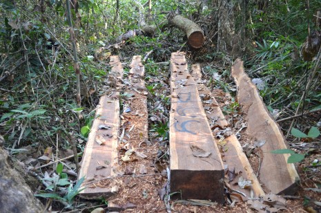 A recently logged and sawn Thnong tree in Virachey National Park, marked by loggers and ready to be hauled out to the Sesan River (Zsombor Peter/The Cambodia Daily)