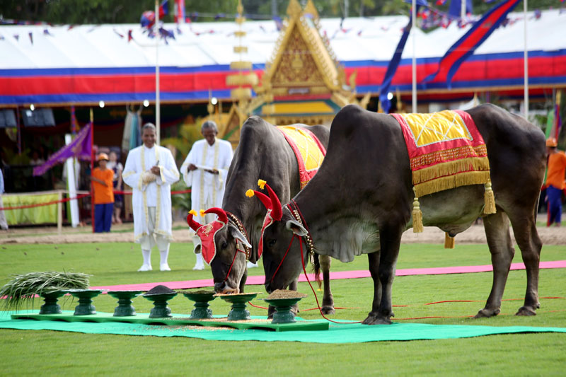 Two royal oxen eat from bowls during the annual Royal Plowing Ceremony in Takhmao City on Saturday. The animals ate beans, corn and rice, leading palace astrologers to predict a moderate crop yield. (Siv Channa)