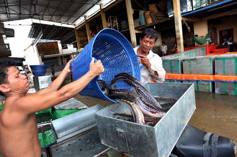 Men unload fish into a metal tank at Chbar Ampov market in Phnom Penh's Meanchey district last week. (Siv Channa/The Cambodia Daily)
