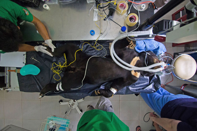 Kong, a 17-year-old sun bear, undergoes surgery to restore his eyesight at the Phnom Tamao Wildlife Rescue Center in Takeo province earlier this week. (Peter Yuen/Free the Bears)