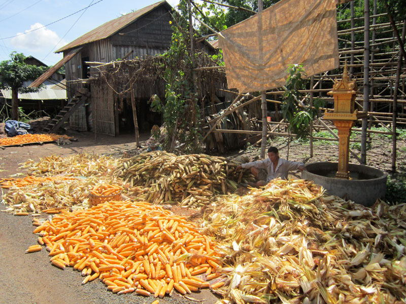 A farmer sits amid piles of freshly husked corn outside his home in Tbong Khmum province on Sunday. (George Styllis/The Cambodia Daily)