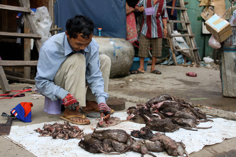 Rat hunter Lak Han prepares several kilograms of rats outside his home at the Stung Meanchey dumpsite. (Holly Robertson/The Cambodia Daily)
