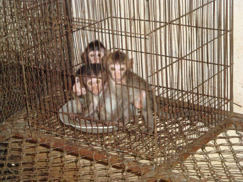 Four monkeys sit in a cage at a macaque farm in Kompong Chhnang province in a photograph taken in 2012 by investigators from the British Union for the Abolition of Vivisection. (BUAV)
