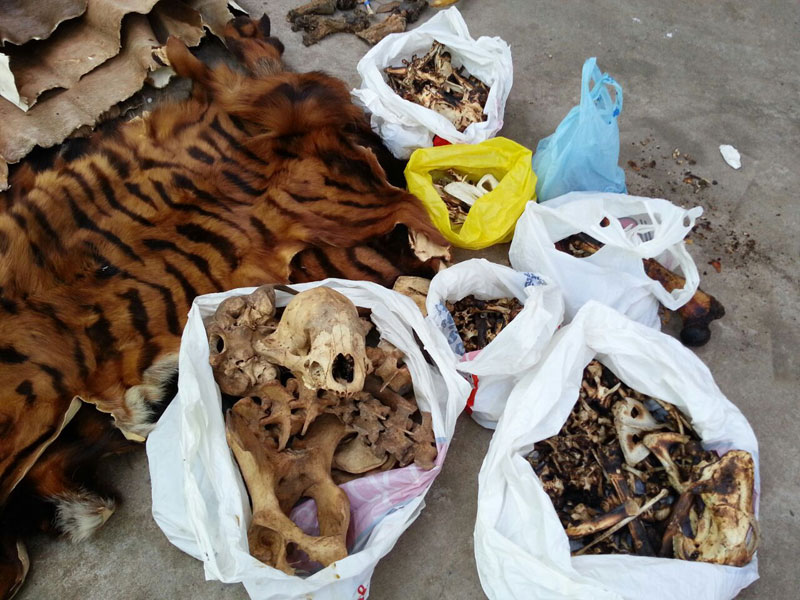 Tiger skins and other animal remains were found Monday during a raid on the Phnom Penh offices of the China Sichuan Chongqing Chamber of Commerce in Cambodia. (Ry Bun)