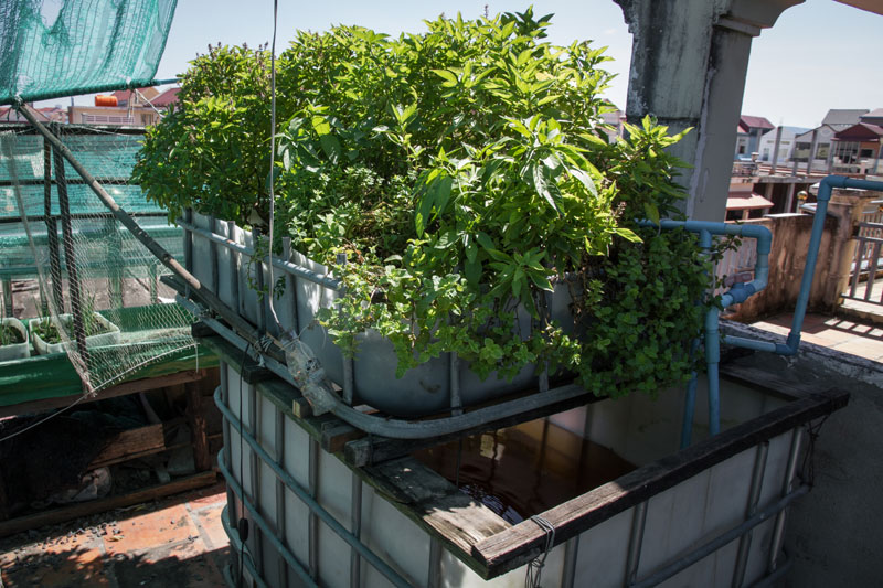 Herbs are fed by nutrient-rich water pumped from the tank below at Khan Chandara's rooftop aquaponics farm in Phnom Penh. (Neou Vannarin/The Cambodia Daily)