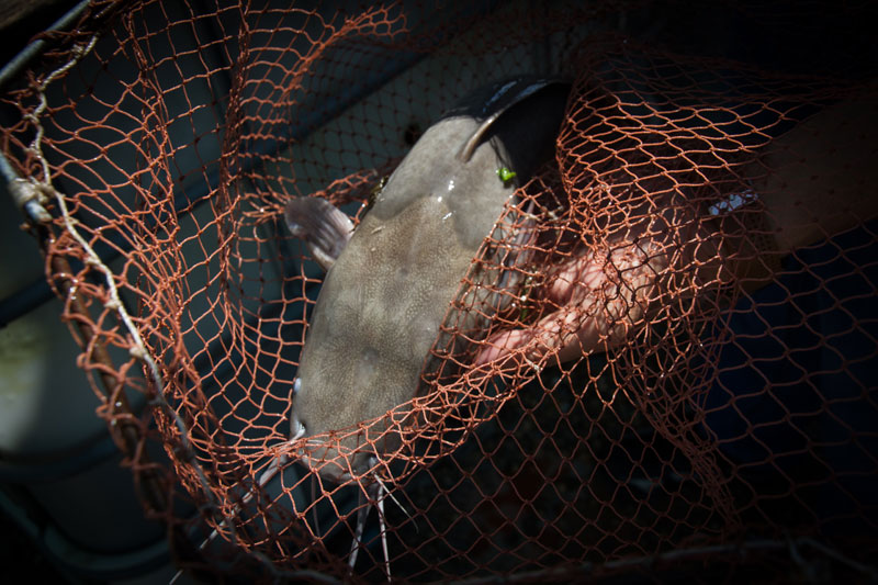 A catfish forms part of the aquaponics system at Mr Chandara's farm. (Neou Vannarin/The Cambodia Daily)