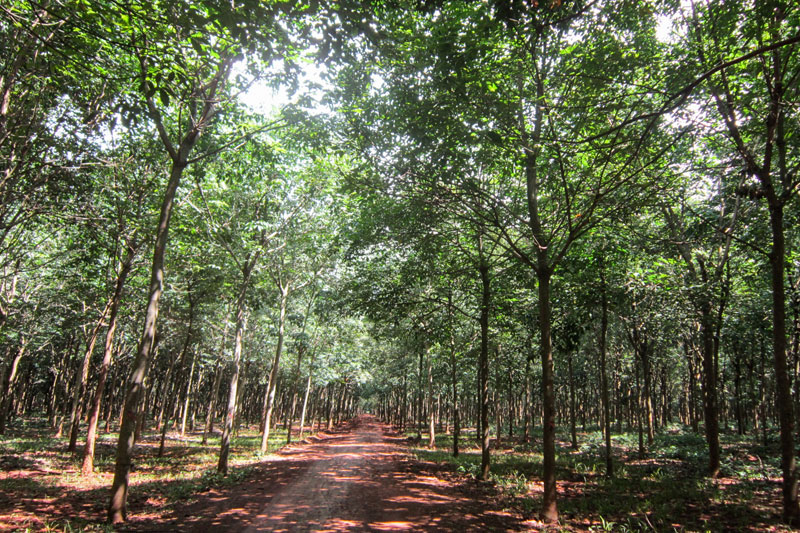 A dirt road runs through rows of rubber trees at the Chup Rubber Plantation in Tbong Khmum province in June. (George Styllis/The Cambodia Daily)