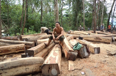 Luxury Wood Trade to China Revealed