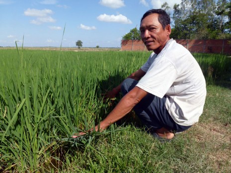 Somrith Yong, a 54-year-old farmer from Prey Veng province, tends his rice crop after receiving training in modern farming techniques. (PADEE)