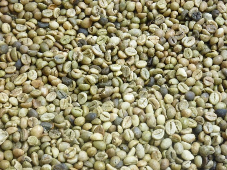 Export-Grade Coffee from Cambodia’s Highlands