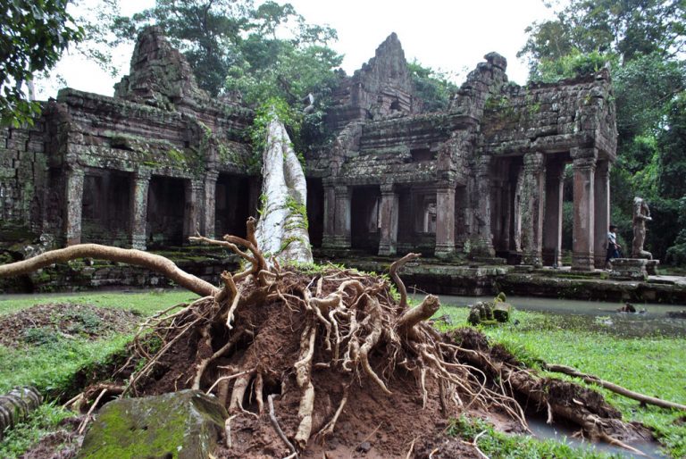 Preah Khan Damaged After Storm Uproots Large Tree