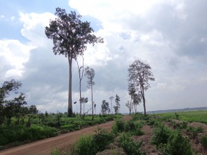 A Vietnamese land concession in O’Yadaw district in 2013 (Pierre-Yves Clais)