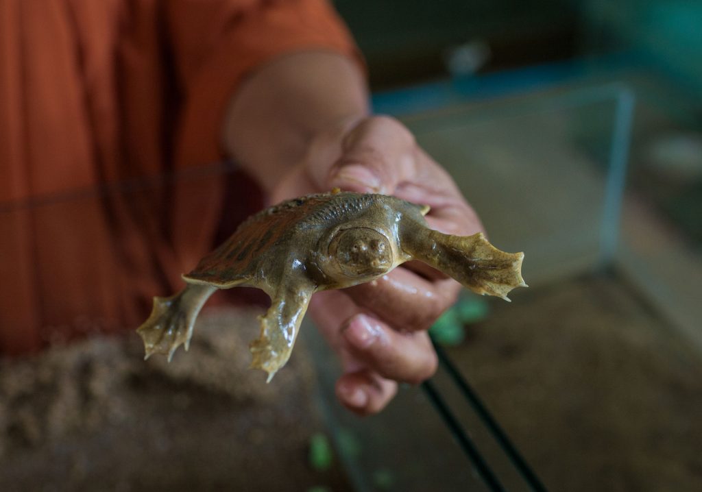 Monks And Cash Rewards Save Softshell Turtles The Cambodia Daily 