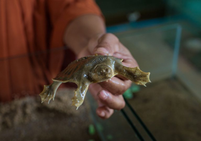 Monks and Cash Rewards Save Softshell Turtles