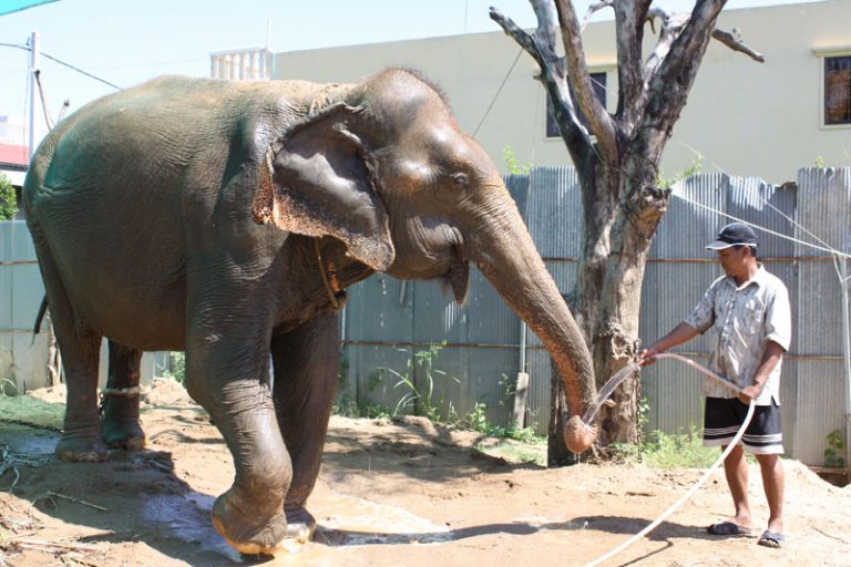 Sambo the Elephant Set to Retire to Mondolkiri Sanctuary