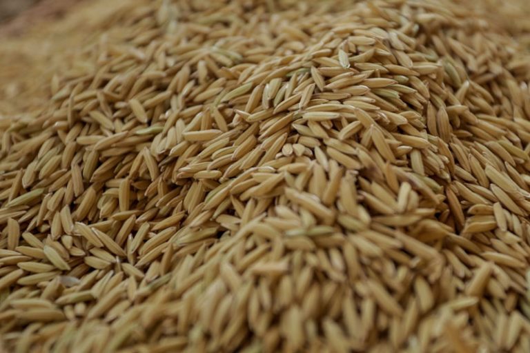 Million-Ton Rice Export Goal Remains Elusive