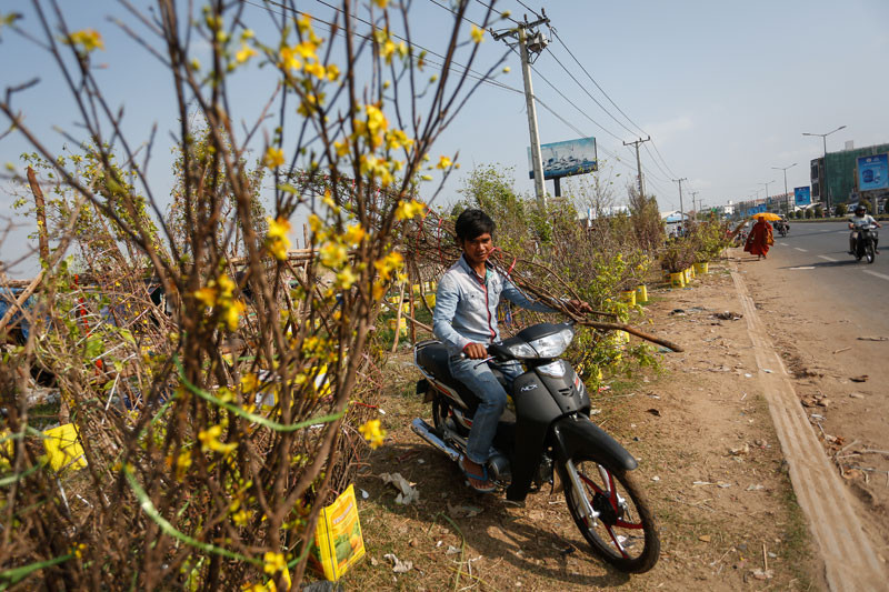 A man drives away with a 'money tree' he purchased along National Road 6A in Phnom Penh on Tuesday. (Siv Channa/The Cambodia Daily)