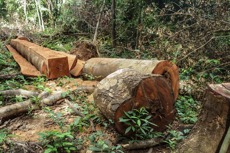 A large tree, allegedly felled illegally, is seen inside a communal forest in Mondolkiri province's Keo Seima district in this February 19 photograph provided Wednesday by residents of Sre Preah commune's Pu Kong village.
