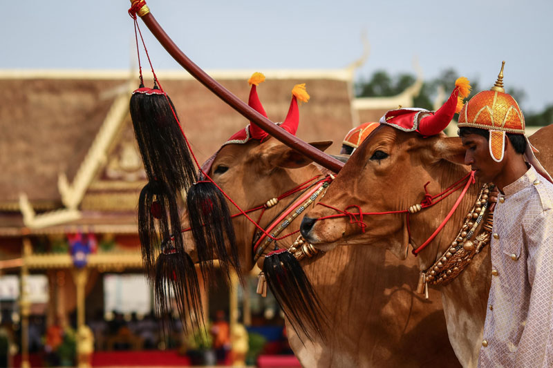 A pair of holy oxen are paraded around a football pitch in Battambang City on Wednesday during the Royal Plowing Ceremony. (Masayori Ishikawa)