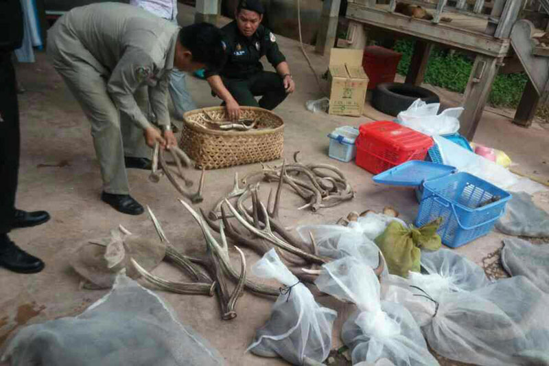 Authorities sort through animal horns seized from a wildlife smuggler in Kratie province on Tuesday. (Sar Rao)