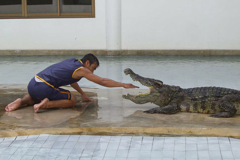 A trainer at Koh Kong Safari World places his hand inside the mouth of a crocodile in 2009. (Creative Commons)