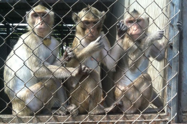 Wild Macaques ‘Laundered’ for Sale in Vietnam