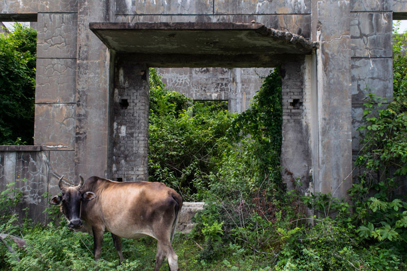 A cow grazes near a ruined storage building last year (Peter Ford/The Cambodia Daily)