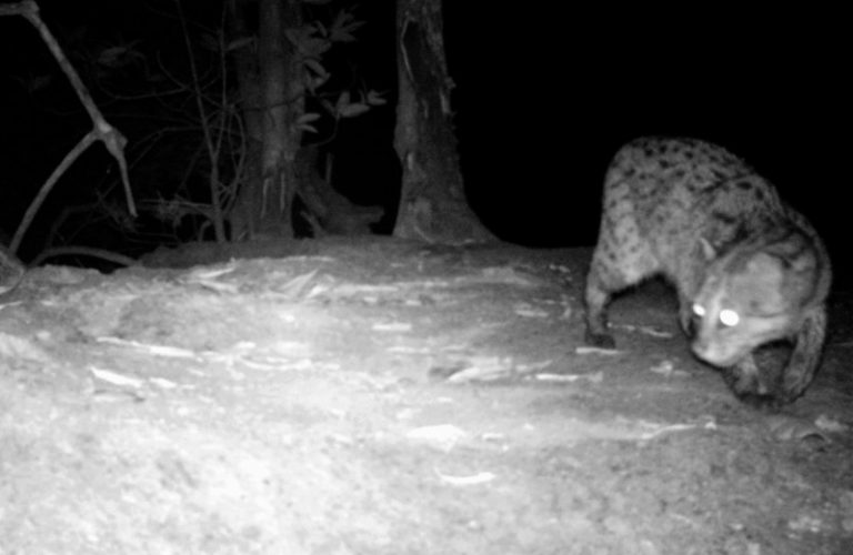 Endangered Fishing Cat Spotted for the First Time in a Decade