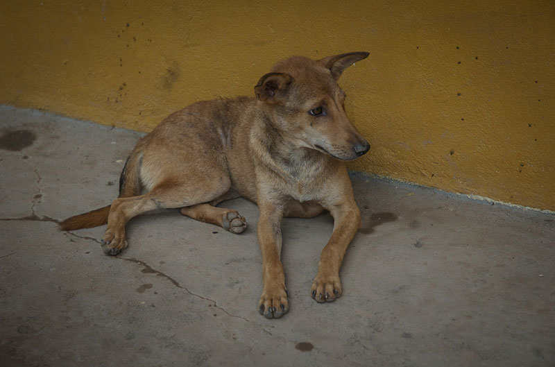 Dog bites are the cause of about 95 percent of rabies cases treated by the Institut Pasteur du Cambodge in Phnom Penh. (Creative Commons)