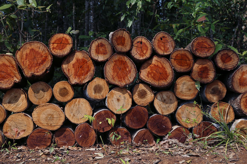 Freshly cut logs near Sen Monorom City in March (Aria Danaparamita/The Cambodia Daily)