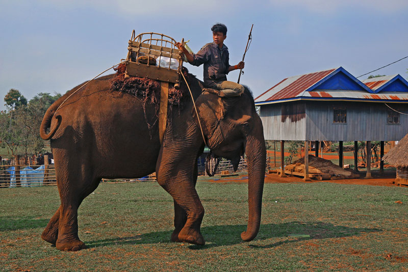 An ethnic Bunon man rides an elephant in a village near Sen Monorom City in March (Aria Danaparamita/The Cambodia Daily)