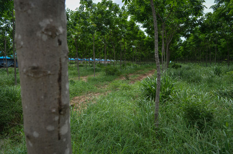 Rubber trees stand in rows on a plantation inside the Beng Per Wildlife Sanctuary in Preah Vihear province earlier this year.(Zsombor Peter/The Cambodia Daily)