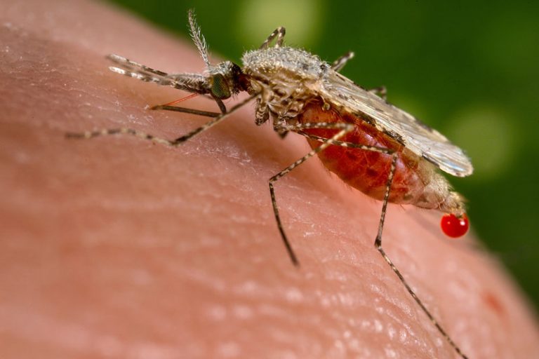 Malaria Death Count Drops to Just One in 2016