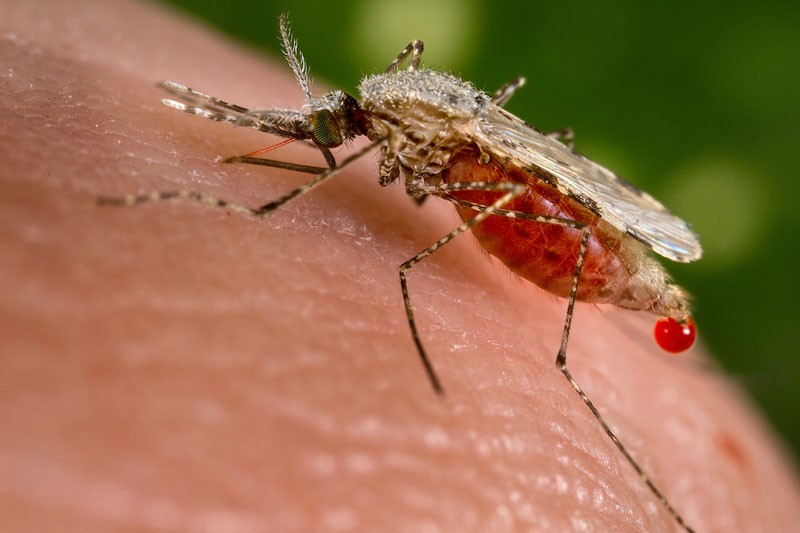 A mosquito draws blood from a human. (Reuters)