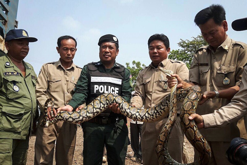 Police officers hold one of 17 pythons seized from a truck in Kandal province on Monday, in a photograph provided by the anti-economic crime police.