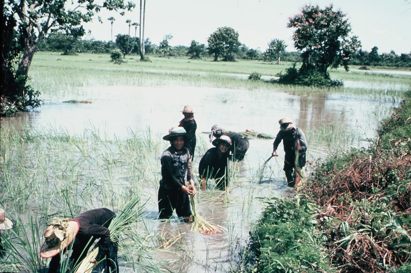 Workers plant rice on a road leading to Siem Reap province. 