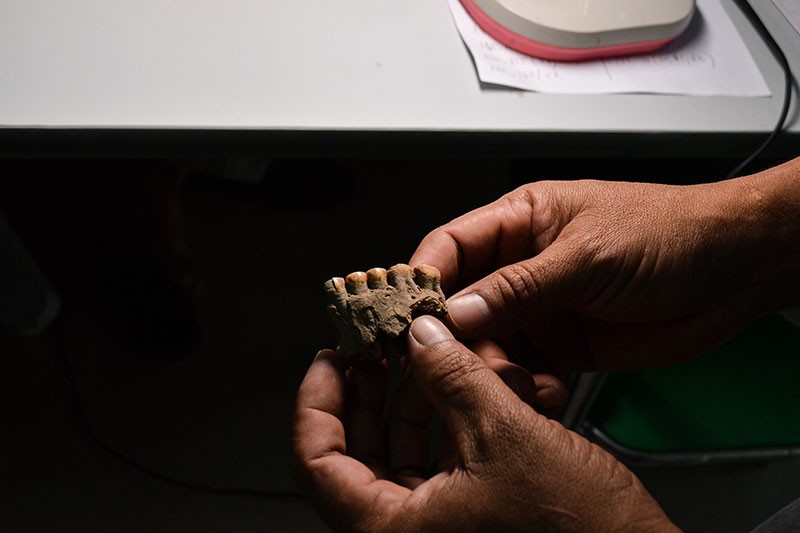 Culture Ministry archaeologist Heng Sophady holds teeth from a skull found beneath the Laang Spean cave in Battambang province in February. (Ben Paviour/The Cambodia Daily)