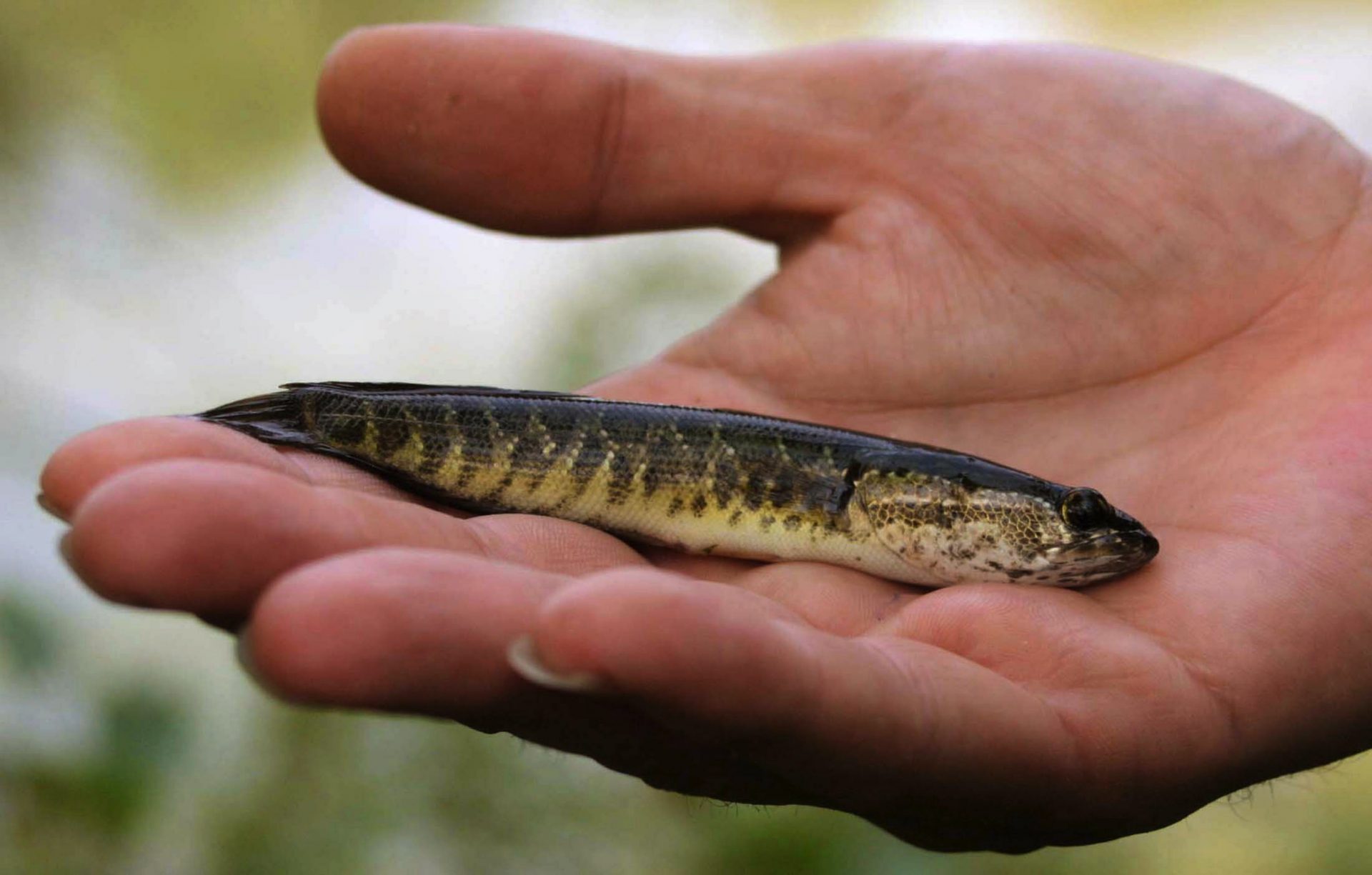 Government Lifts Decade-Old Snakehead Fish Farming Ban - The