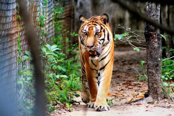 Tigers to Be Reintroduced to Cambodia in 2019 - The Cambodia Daily