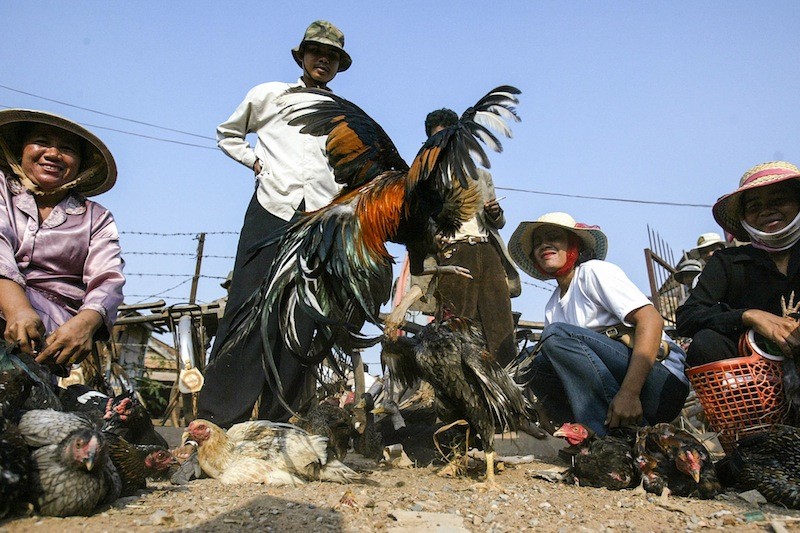 Cambodian farmers watch a cockfight in 2007. (Reuters)