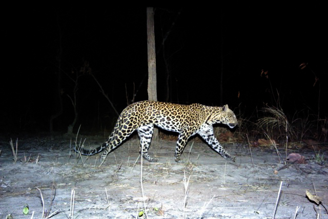 A male Indochinese leopard walks past a camera trap in Mondolkiri province earlier this year. (Panthera/WWF-Cambodia)