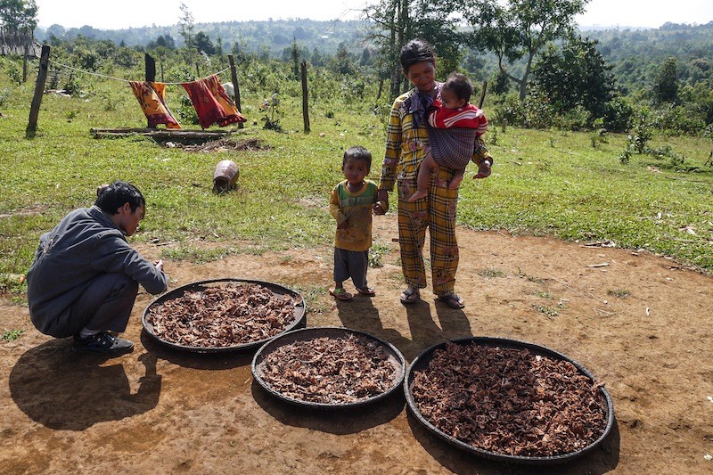 Tigers and Tubers—Secrets of Bunong Healers 2 Hydnophytum formicarum roots, used to treat stomach aches and other ailments, dry under the sun in Mondolkiri province. (Francois Chassagne)
