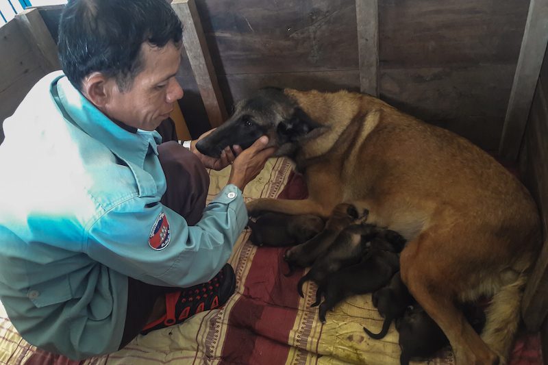 A Cambodian Mine Action Center employee pets a dog that gave birth to the first litter of pups in the center's new dog breeding program in Kompong Chhnang province earlier this month. (CMAC)