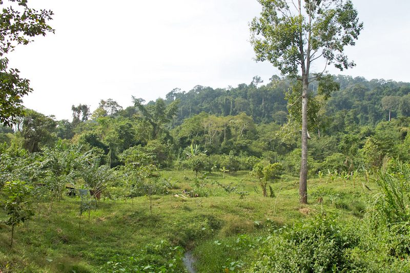 The forests around Kbal Spean in Siem Reap province (Aram Visser/Creative Commons)