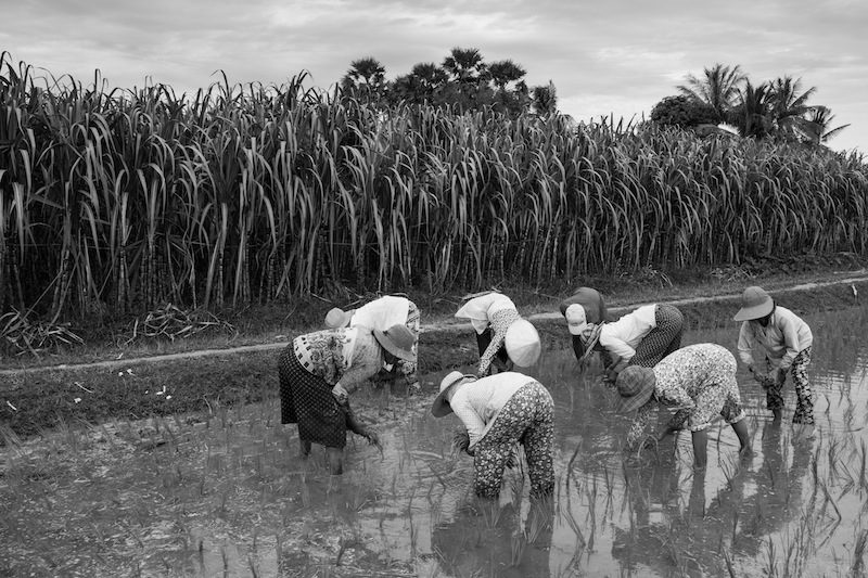 Farmers transplant rice next to a sugar cane field in July (John Vink)